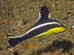 Juvenile Silver Sweetlips (Diagramma pictum) in Anilao. T... by Jim Chambers 